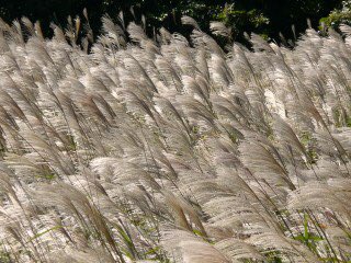 Green Pepper 今朝の新聞に 芒分け芒わけゆきなほ芒 と言う俳句が載ってた 芒 とは何と読むんだろうと思ったら ススキ らしい 初めて知った 確かにススキはよく野原に群生している 溢れるような秋を感じさせる句だ