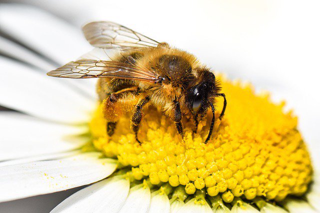 seed_ball's tweet photo. Did you know a single bee might visit up to 100 flowers per trip? #beefact #beees #beefriendly #savebees https://t.co/zEdrIoCg19