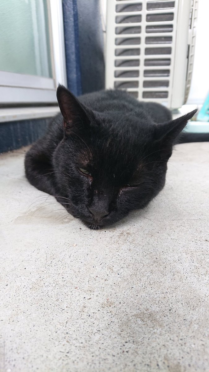 白めがねの洗濯男 次は なにかな どこかな Twitterissa 洗濯物を取り込んでいたら 毎度の事ながら 黒猫のクロちゃん が 遊びにやってきた 昨日は爪切りしたから 目やにをとって 形のシリコンブラシでブラッシング 黒猫 クロちゃん ブラッシング