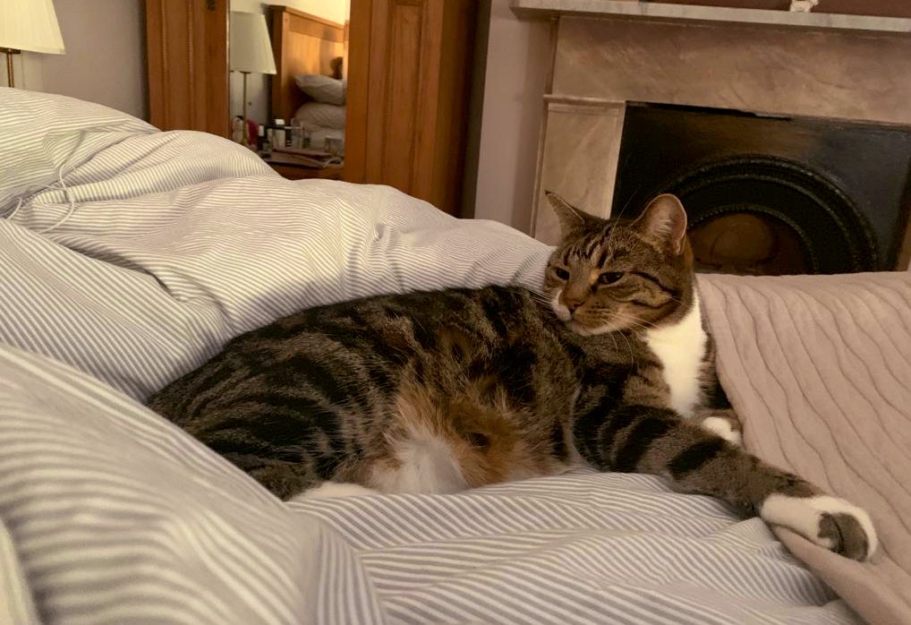 migummog's tweet image. Nothing better than a #Caturday lie in is there Furpals? #liein #cat #tabbycat #CatsOfTwitter
