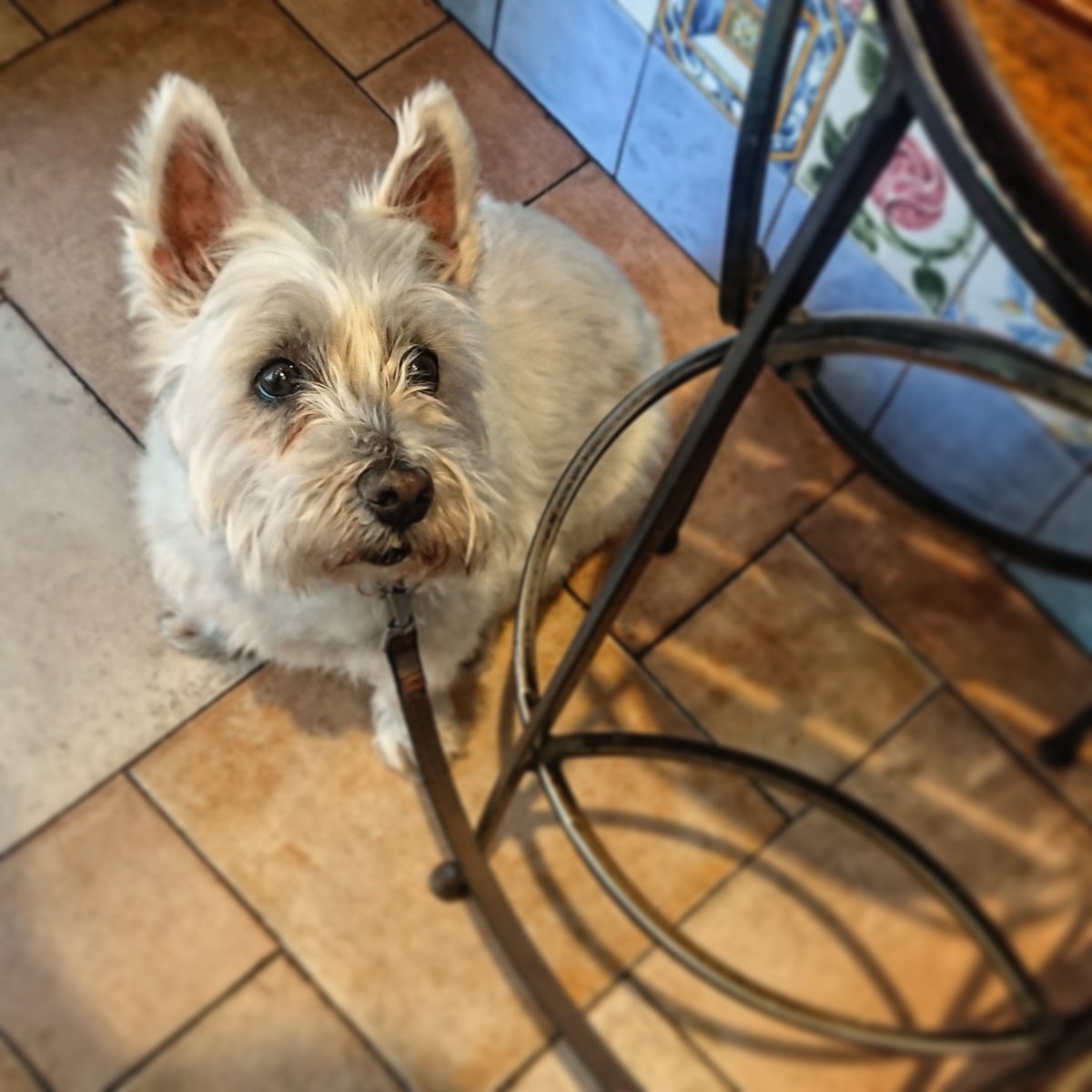 Gille_RM's tweet photo. Cleo barik, poteatzea ez litzateke gauza bera izango. Harek beti oso ongi badaki zer nahi duen.. 😍☺️
#Euskalherria #Basquecountry #Cleo #Westie #Westies #Tabernan #Itxaroten #Poteando #Eskatzen #Politena #Maitea #Txakurtxoa https://t.co/Qvs5b3i8Oz