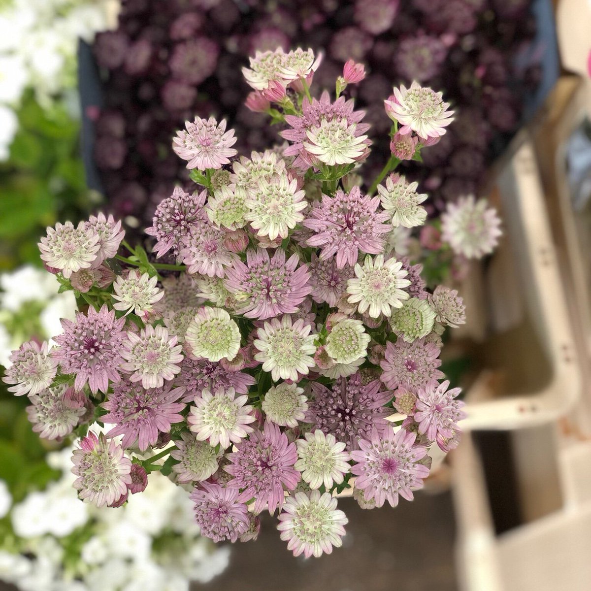 DutchFlowerAD's tweet photo. Astrantia, one of our favourites! 😍 https://t.co/4vjTHF6LrY