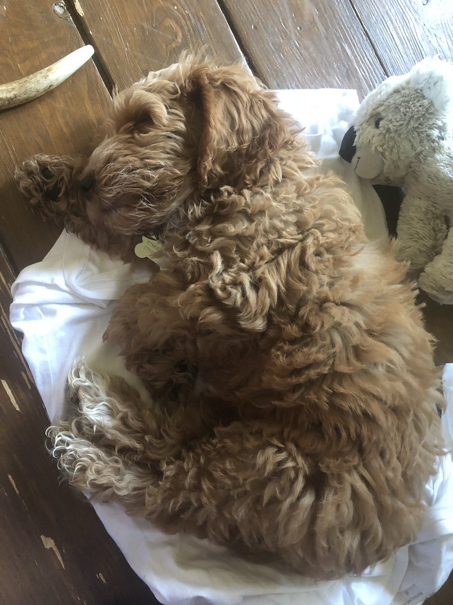 karenlambert01's tweet photo. When you wake up at 6.45am, this is the result 2 hours later!😴🐶 #sleepy #paolothecockapoo #cockapoopuppy #foxredcockapoo #itsagoodjobhesleepsallnight @InspiralGraham https://t.co/HVPDqTr2VV