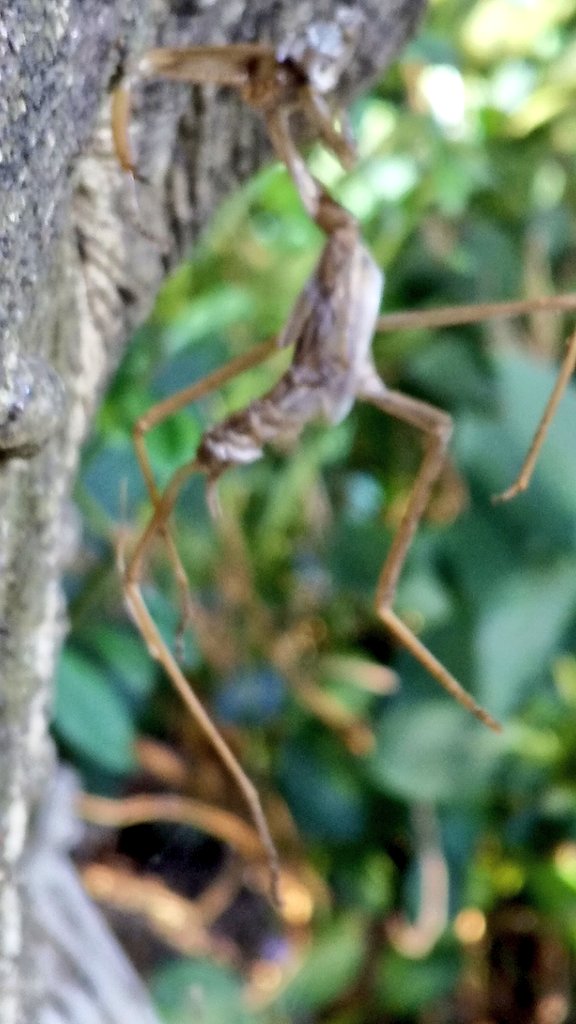 のんぼ カマキリって脱皮するのかなあ 変態かな ヽ 変z態 人 変e態 ノ 変態だー 卵 孵化 幼虫 蛹化 蛹 羽化 成虫 カマキリは蛹にならない不完全変態だんべよ じゃあ 脱皮するのかなあ わかんないけど