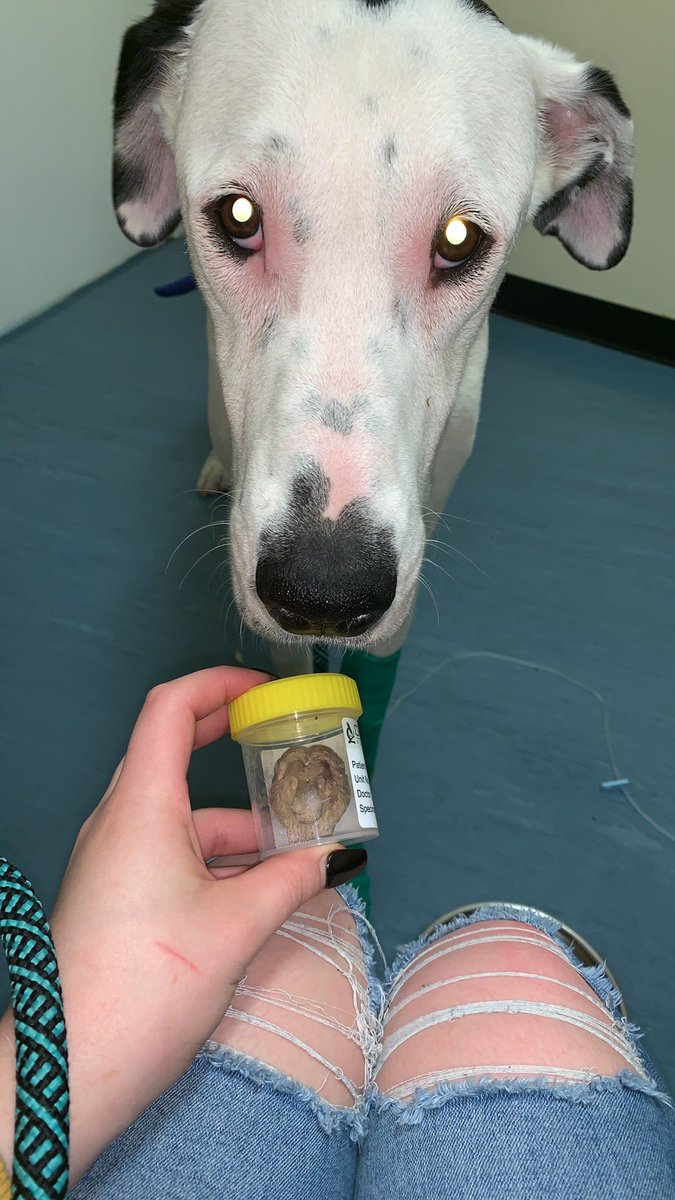 Di__maree's tweet image. I’m deadass about to advertise my @JeffreeStar collection because my dog ate an Ooshie and it’s cost me my next 2 months in rent money for surgery 😭 happy she’s healthy now