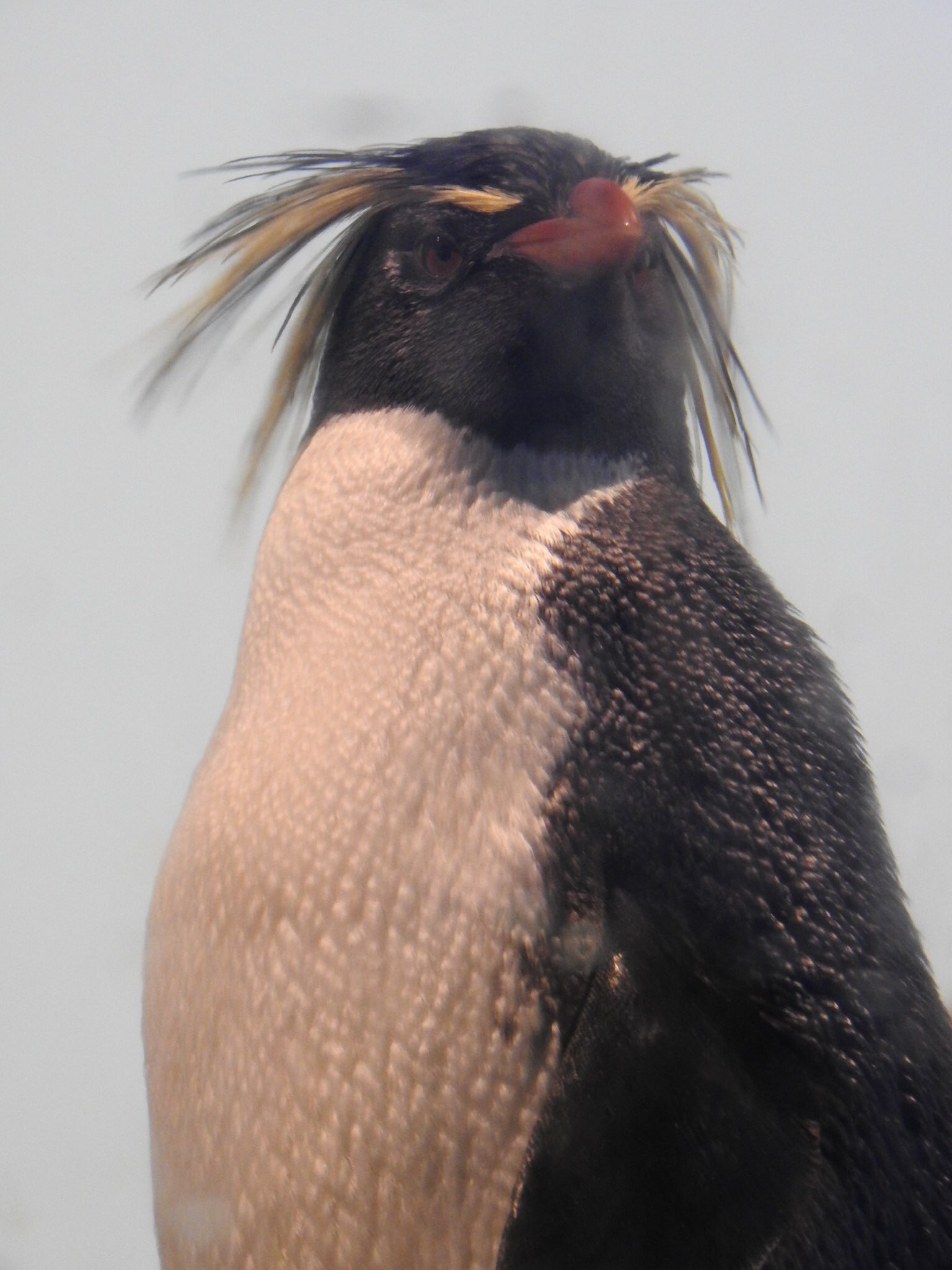 ペンギン班長 Qupenguin Twitter