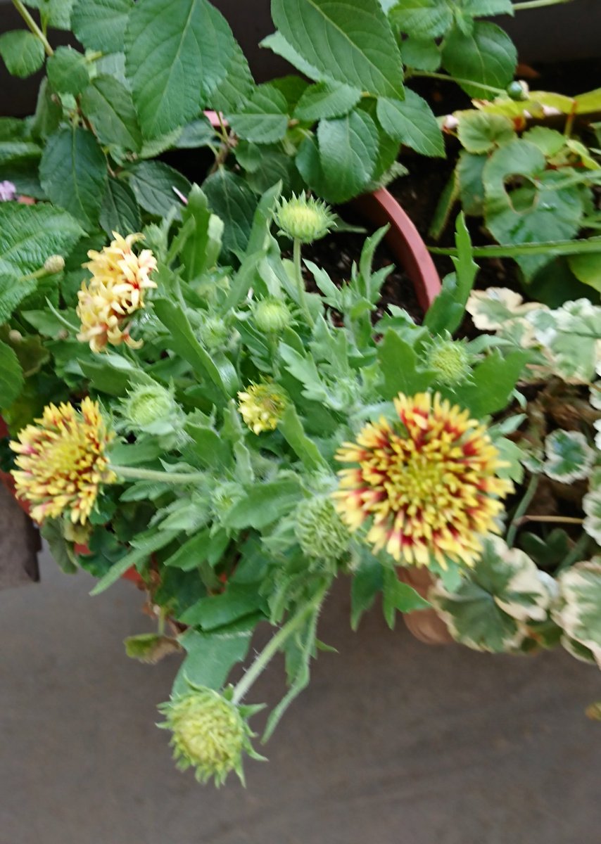 すべての美しい花の画像 Hd限定ガイラルディア 花騎士