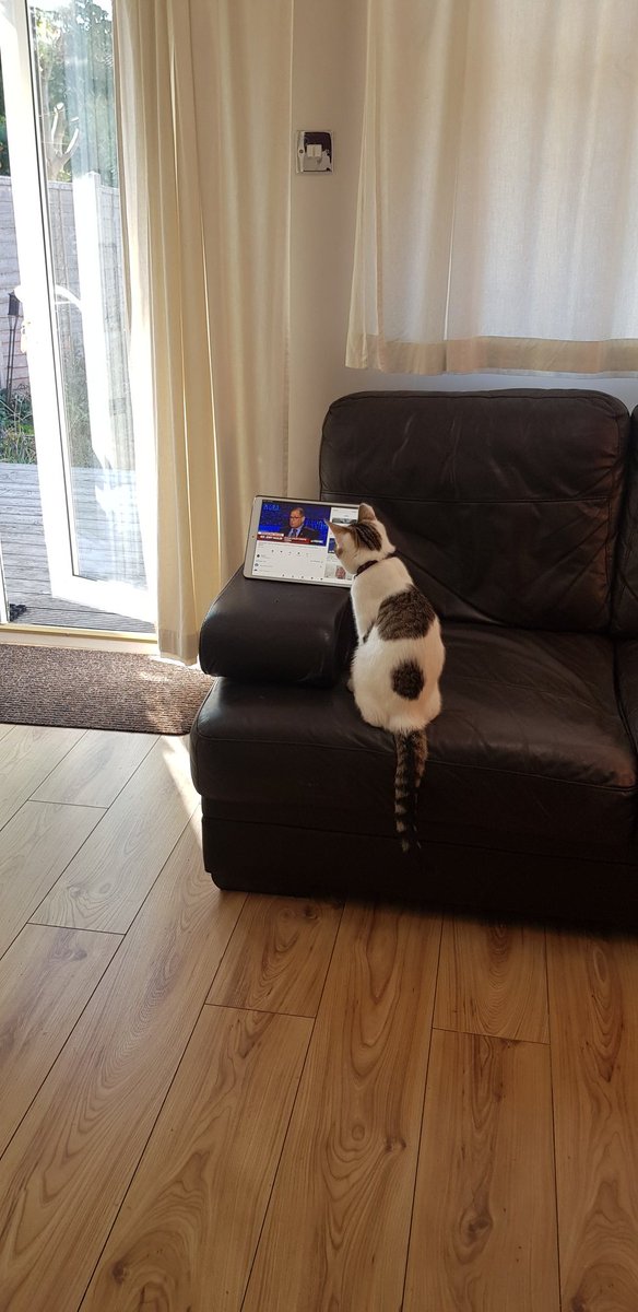 scribblingtrain's tweet photo. Mouse is wondering why human leaders are so awful? #catforpresident #catforPM #catforpriminister #Caturday #CatsOfTwitter #catsofinstagram https://t.co/I6KhyOpKlb
