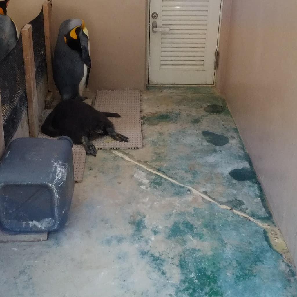 Uzivatel 下田海中水族館 Na Twitteru すごいウンチの飛距離 今日もとても良いウンチを沢山しています 飼育員はウンチをよ く見て健康チェック笑 安心して寝っころがっています 下田海中水族館 伊豆 下田 水族館 水族館好きな人と繋がりたい かわいい Uzivatel 下田海中水族館 Na Twitteru すごいウンチの飛距離 今日もとても良いウンチを沢山しています 飼育員はウンチをよ く見て健康チェック笑 安心して寝っころがっています 下田海中水族館 伊豆 下田 水族館 水族館好きな人と繋がりたい かわいい