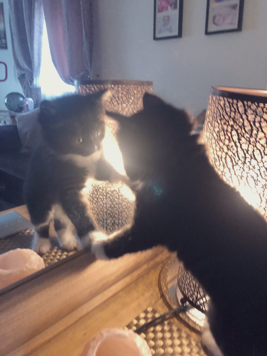 Who is this imposter!  #Caturday #CatsOfTwitter