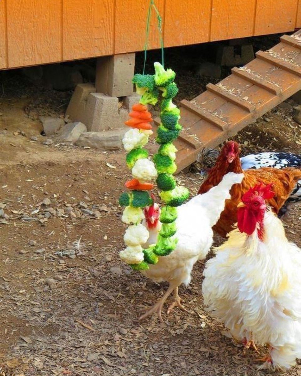 easichick's tweet photo. Fun Fact 👀🐓

Did you know that chickens are omnivores, which means they east both vegetables and meat! 🥕🐭

#easichick #Funfact #Yummy #Foodies #Poultrybedding #Welovechickens https://t.co/Wc5DrngqqX