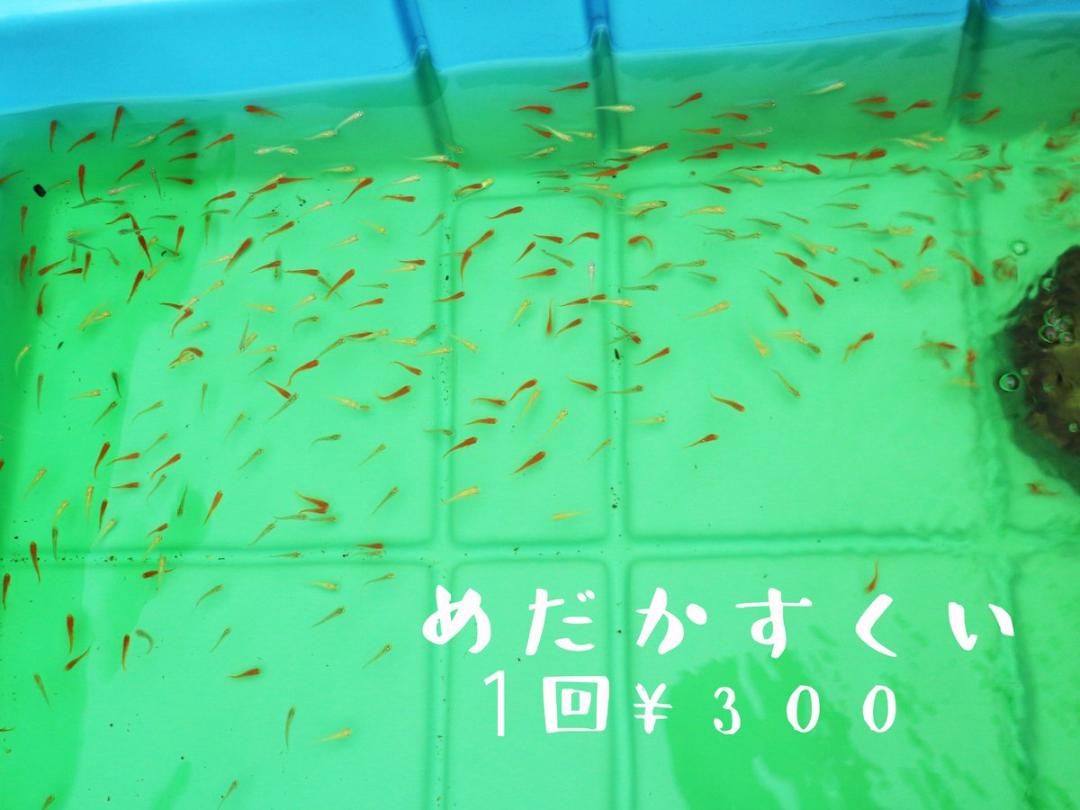公式 市ヶ谷フィッシュセンター Twitterissa 過ごしやすい季節になってきました 金魚すくい メダカすくい スパーボールすくい やってます ご来店お待ちしてます 市ヶ谷フィッシュセンター 金魚すくい メダカすくい スーパーボールすくい 公式 市ヶ谷フィッシュセンター Twitterissa 過ごしやすい季節になってきました 金魚すくい メダカすくい スパーボールすくい やってます ご来店お待ちしてます 市ヶ谷フィッシュセンター 金魚すくい メダカすくい スーパーボールすくい