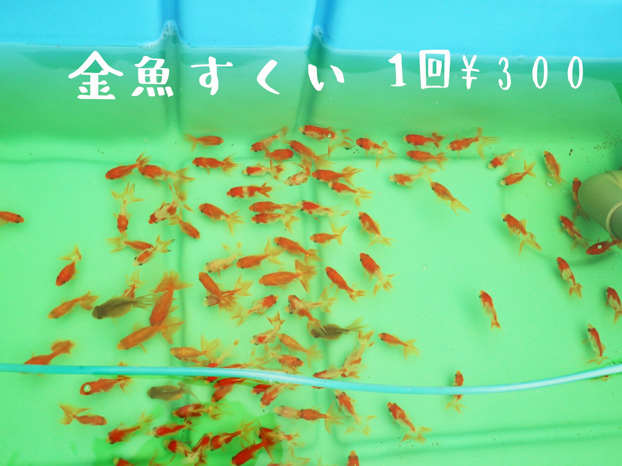 金魚すくい Amazon | Funk Doggie 金魚すくい おもちゃ 65個セット 縁日