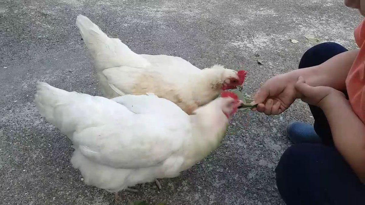 #CumartesiAnneleri755Hafta 
#cumartesi 
#deprem
#tavukyaprakyermi
Babannemiz şehrin merkezinde evinin terasında tavuk kümesi yapar da biz ziyaret etmez miyiz? Tavuklar yaprak için nasıl mücadele veriyor izlemeye değer 
youtu.be/Cij9G-jLUec