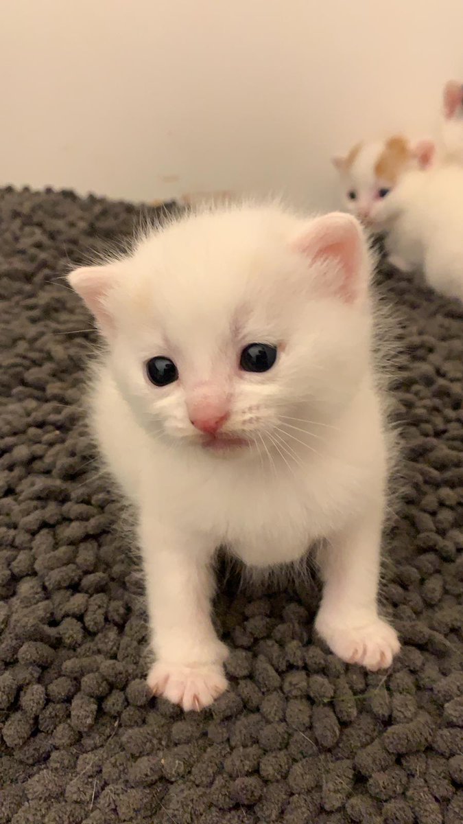 KeighleyCatCare's tweet photo. Wait... what? This little'un is looking for a home and our phones are not ringing? What's going on!??? 
#Caturday #AdoptDontShop #rescue #Yorkshire https://t.co/VwdahS3I91