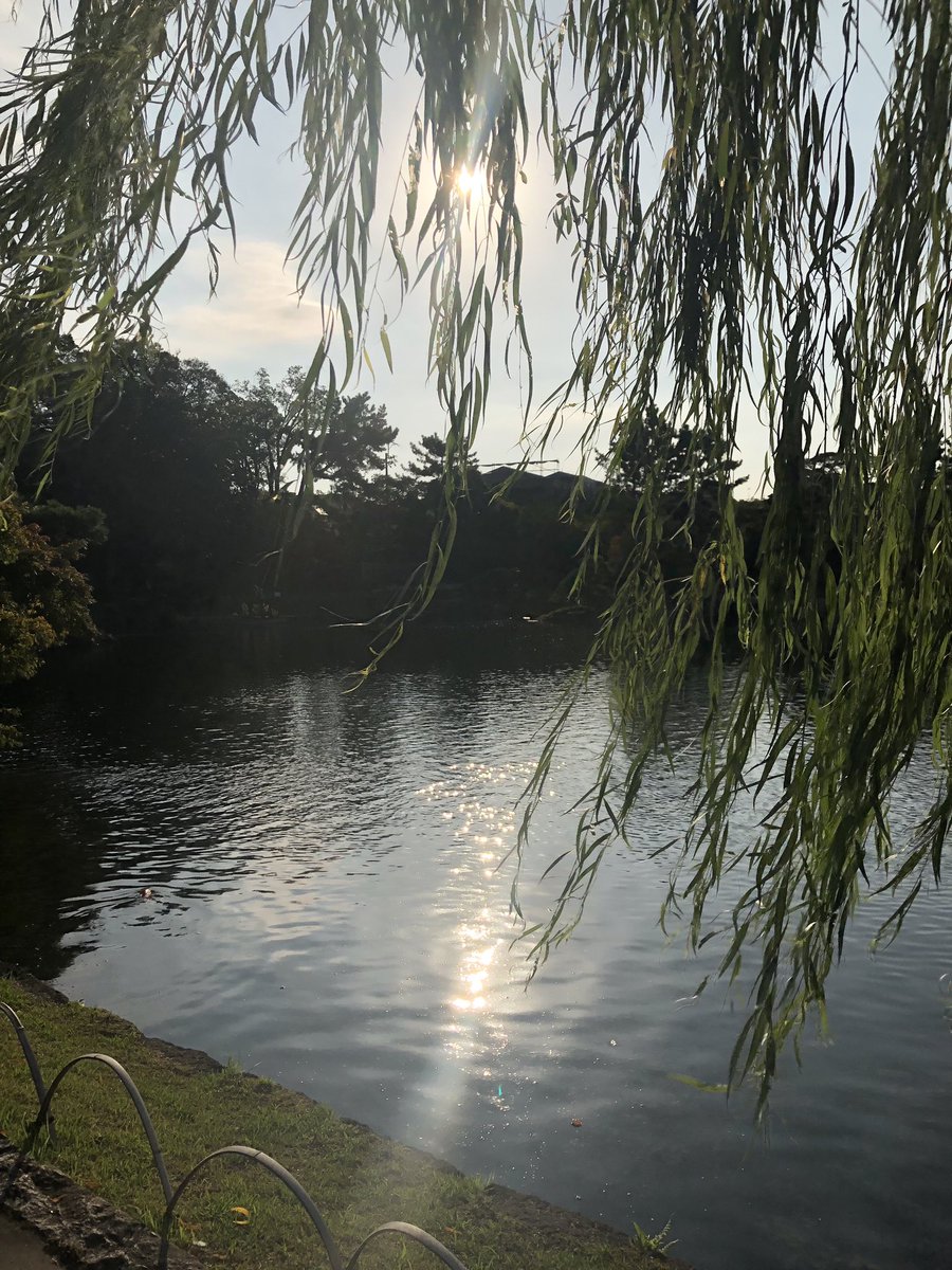徳川美術館と徳川園行ってきた〜風流な鯉撮ってみたけど、本当はもっと鯉いてバシャバシャパクパク餌ねだりまくってて怖かった… 
