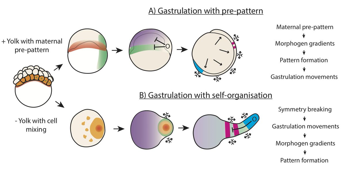 Vikas Trivedi (@viktri08) on Twitter photo Our latest preprint: Self-organised symmetry breaking in zebrafish reveals feedback from morphogenesis to pattern formation by <a href="/viktri08/">Vikas Trivedi</a> @TimFulton_1 <a href="/andattardi/">Andrea Attardi</a> Kerim Anlas <a href="/dd_chaitanya/">Chaitanya Dingare</a> <a href="/AMartinezArias/">Alfonso Martinez Arias</a> <a href="/BenSteventon2/">Ben Steventon</a> <a href="/GeneticsCam/">GeneticsCambridge</a> <a href="/emblbarcelona/">EMBL Barcelona</a>
biorxiv.org/content/10.110… Our latest preprint: Self-organised symmetry breaking in zebrafish reveals feedback from morphogenesis to pattern formation by <a href="/viktri08/">Vikas Trivedi</a> @TimFulton_1 <a href="/andattardi/">Andrea Attardi</a> Kerim Anlas <a href="/dd_chaitanya/">Chaitanya Dingare</a> <a href="/AMartinezArias/">Alfonso Martinez Arias</a> <a href="/BenSteventon2/">Ben Steventon</a> <a href="/GeneticsCam/">GeneticsCambridge</a> <a href="/emblbarcelona/">EMBL Barcelona</a>
biorxiv.org/content/10.110…