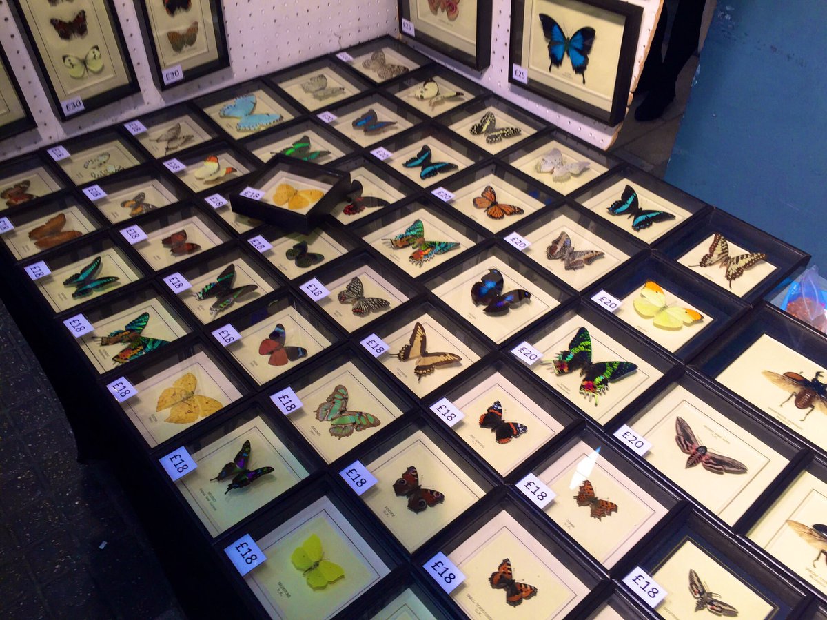 Good morning #JubileeMarket! We’re here in #CoventGarden with our impressive range of #HandMade real #Butterfly, #Moth & #Insect frames. If you’re after a unique gift this weekend, stop by and see us 🦋

#Taxidermy #LondonMarkets #London #ButterflyTaxidermy