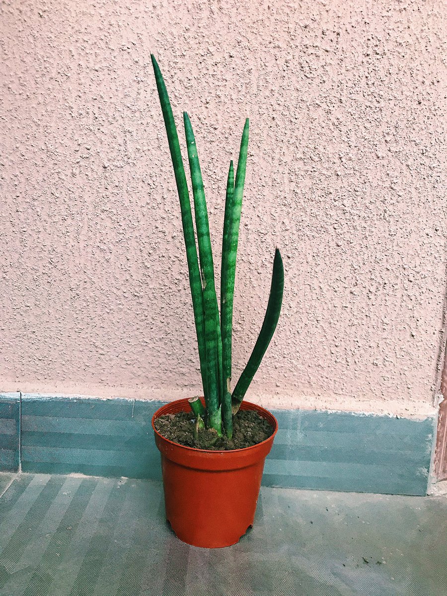 Super excited about this find as well. The Sansevieria Cylindrica aka snake plant.