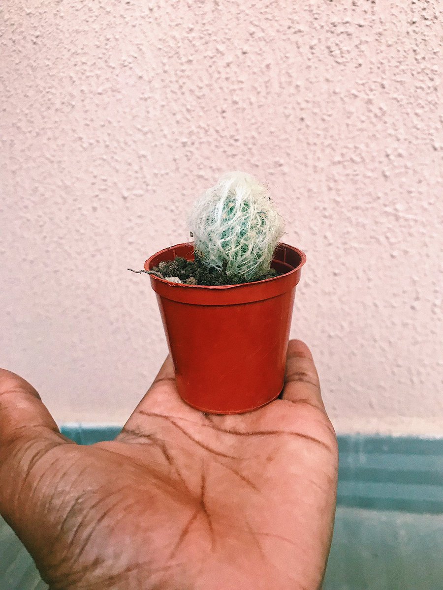 Love love this tiny old guy.  #cactus