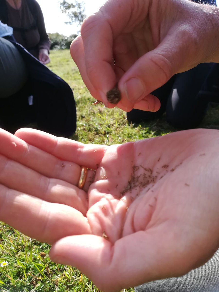 NatureBftB's tweet photo. @NTCorfeCastle Collecting Chamomile seed with @Kew_MSBUK Fantastic day for it! https://t.co/w5GmeQE4Sw