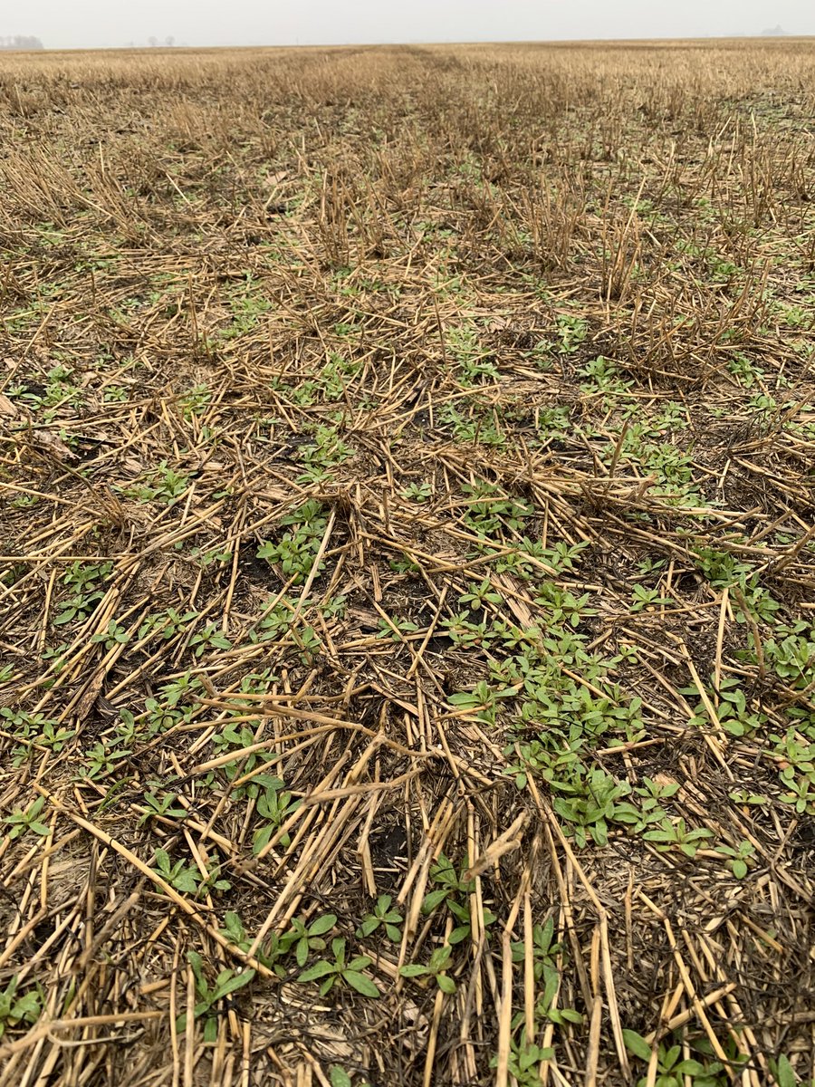 toussaintnick2's tweet photo. @roller_greg It’s one of the first plants to green up in the spring. https://t.co/oceY74n4OW