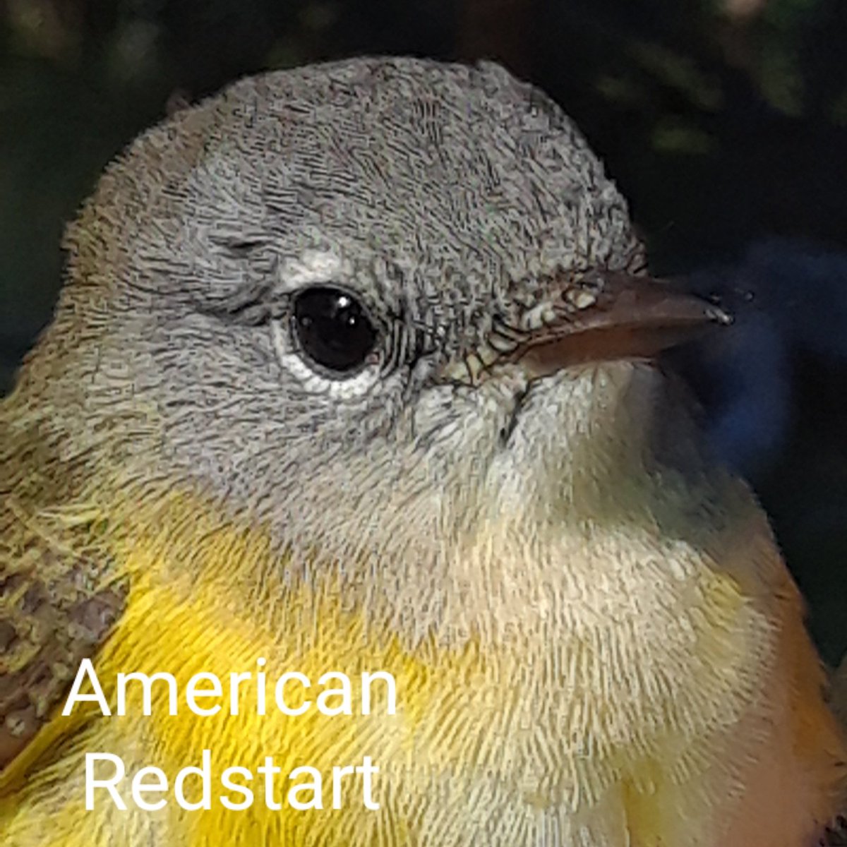 American Redstart captured this morning. This Hatching-year Male will not adopt its classic black and orange plumage until its second fall.