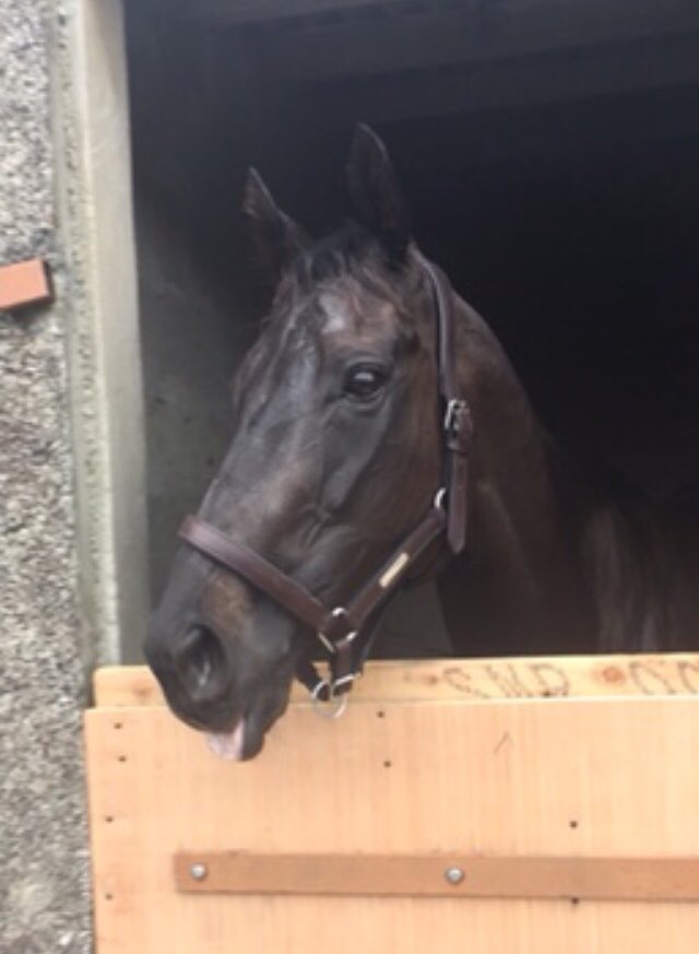 K_Barrett_92's tweet photo. There’s only one fly!!! #SandFly #FlySyndicate @ListowelRaces 🏇🏻💨 https://t.co/fqhgM2b1VQ