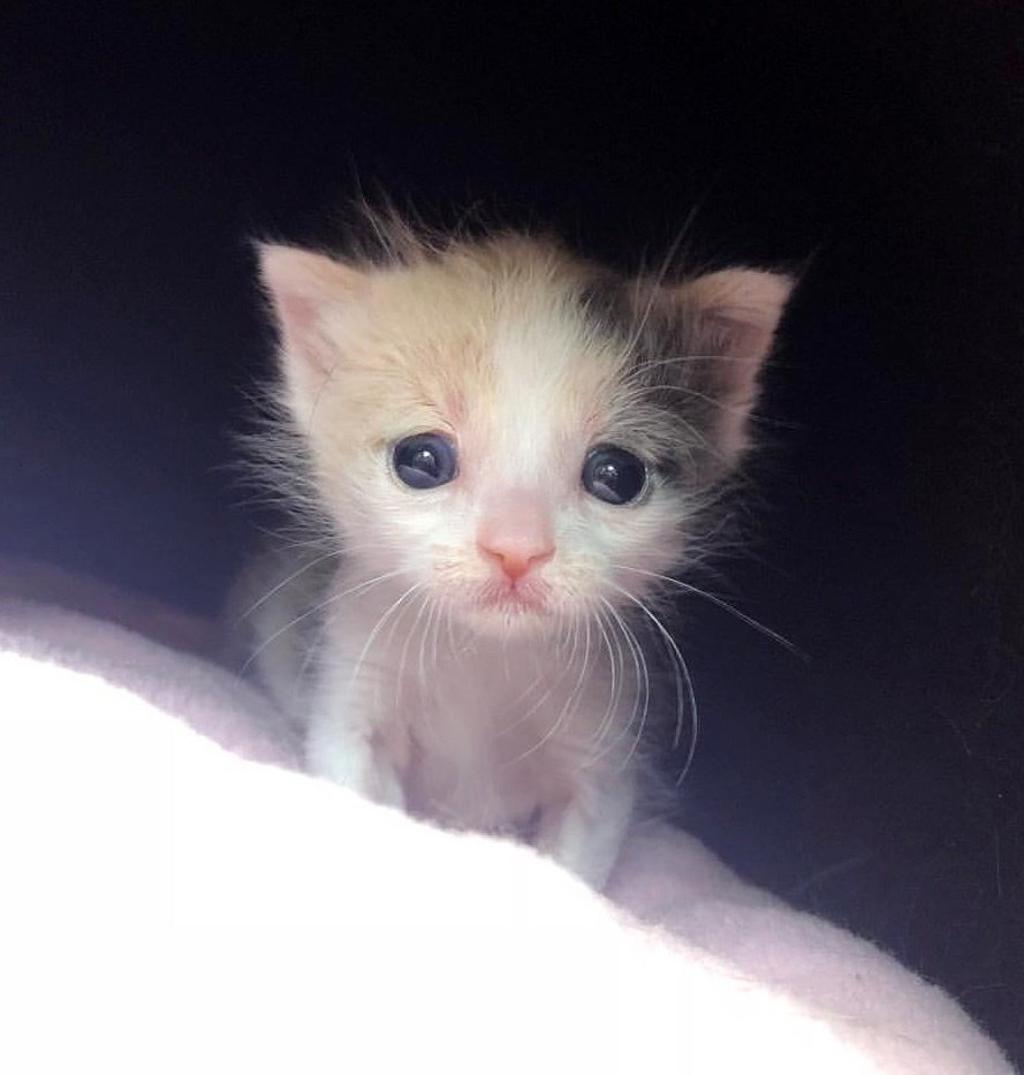 lara_ugolini's tweet image. Spero che arrivi presto il giorno in cui  l&apos;uomo tocchera&apos; tutti gli animali solo per accarezzarli.💕💕