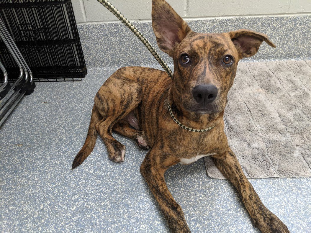 Providence Animal Shelter Media Pa PetsWall