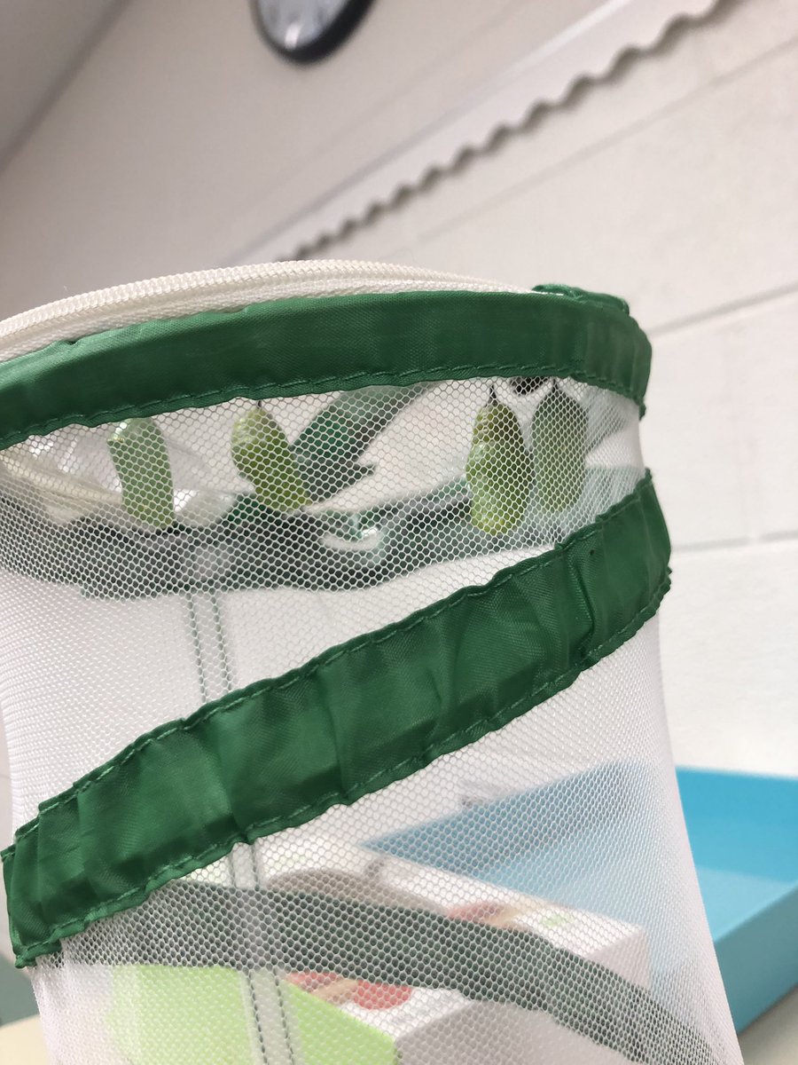 Friday Morning Vs. Friday Afternoon! Our last two caterpillars turned into their chrysalises! 🐛🐛 <a href="/colinpowelles/">Colin Powell ES FCPS</a>