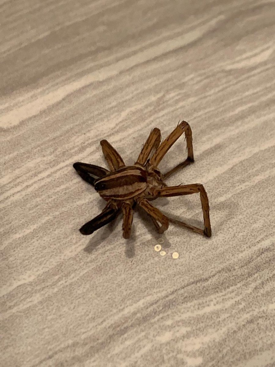 SarahAspani's tweet photo. @Arachno_Cosas Hola, quería saber que tipo de araña es esta. Tarántula?
Saludos. https://t.co/uWAshOutX2