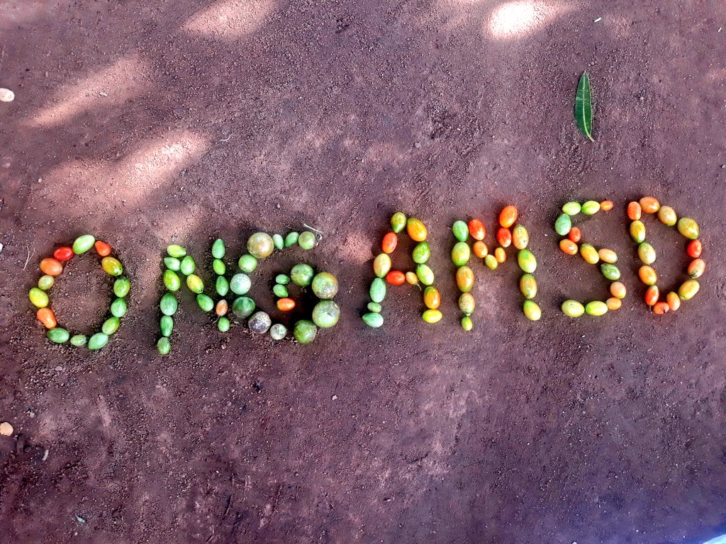 AmsdOng's tweet photo. En lettre "ONG AMSD" avec les  tomates cerises bio produits dans le jardin bio a kalaban coura. @NatGeo @Eau_et_Bio_FNAB @AmsdOng @FAOMali @CCNUCC @RACFrance @fnab_bio @IFOAMEU @agriculturebio https://t.co/R4C8u3VO3G
