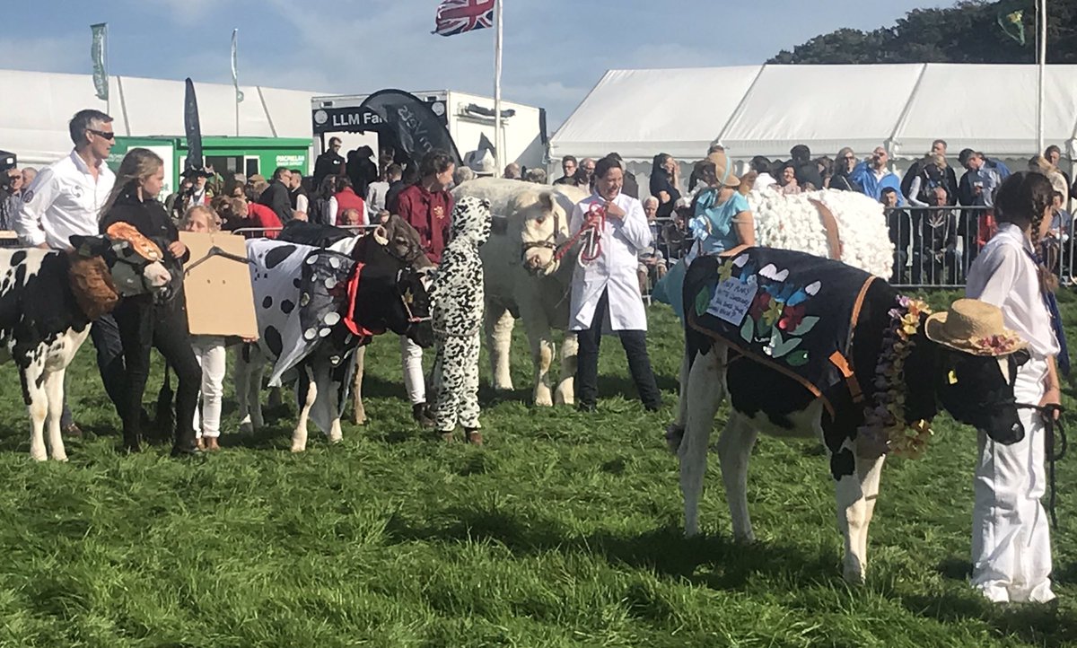 crow_184's tweet photo. So I was going to just DM this to @OCAIT_HELEN but then I figured we could brighten everyone’s day with cows in fancy dress... #wellbeing #hoddervalleyshow https://t.co/oz5Q5fIkpm