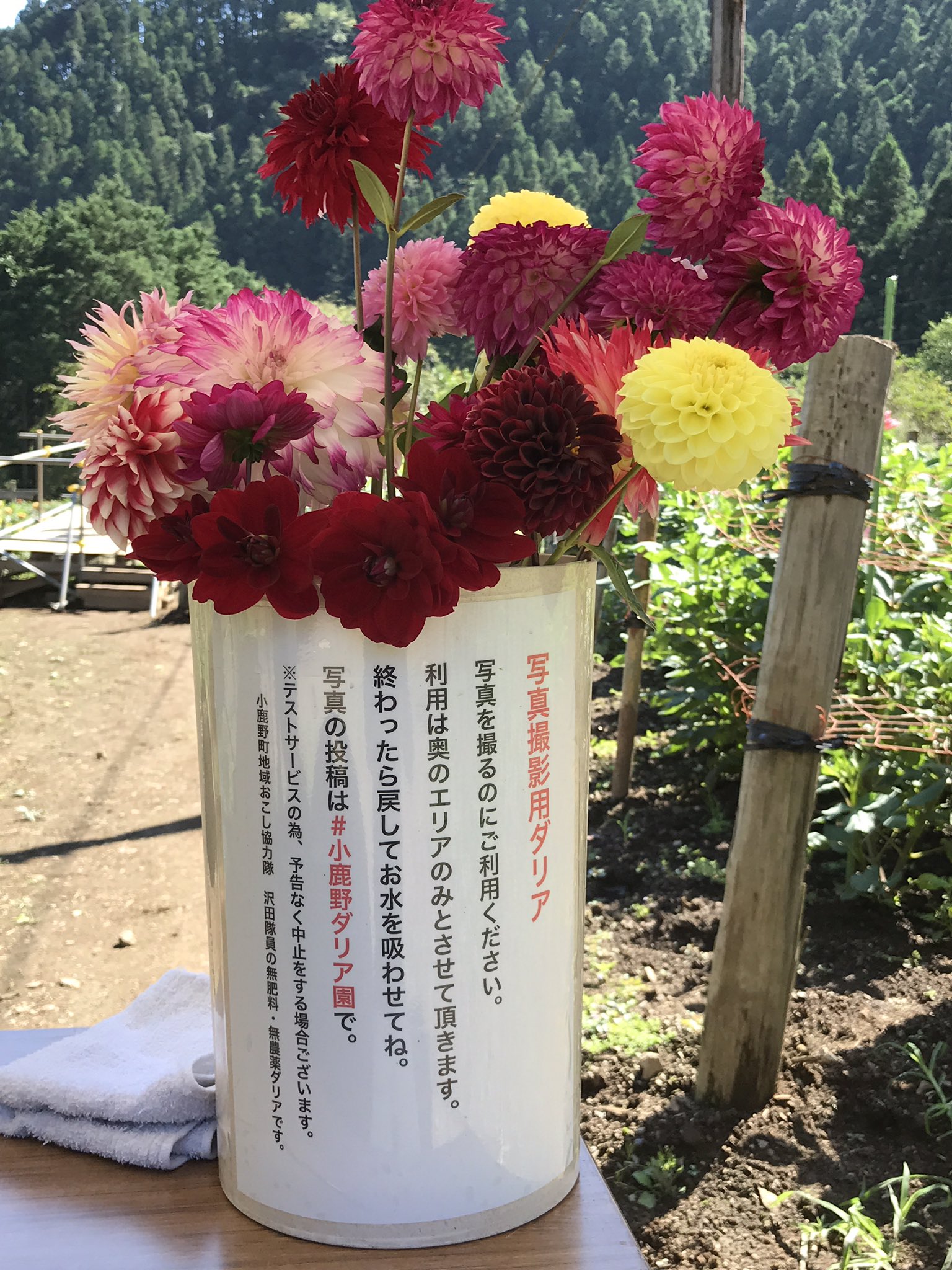 沢田 小鹿野町の百姓 埼玉県秩父郡小鹿野町にある 両神山麓花の里 ダリア園で 土日祝日限定のテストサービスを開始しました ダリアの切り花持って ダリアをバックに写真が撮れます ダリア ダリア園 小鹿野町 秩父 埼玉県 両神山麓花の里ダリア園