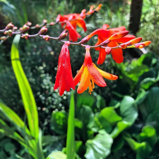 alexandragiula's tweet photo. Inca una din gradina. #autumn https://t.co/qyzVpVMWcr https://t.co/N95fZi0HIl