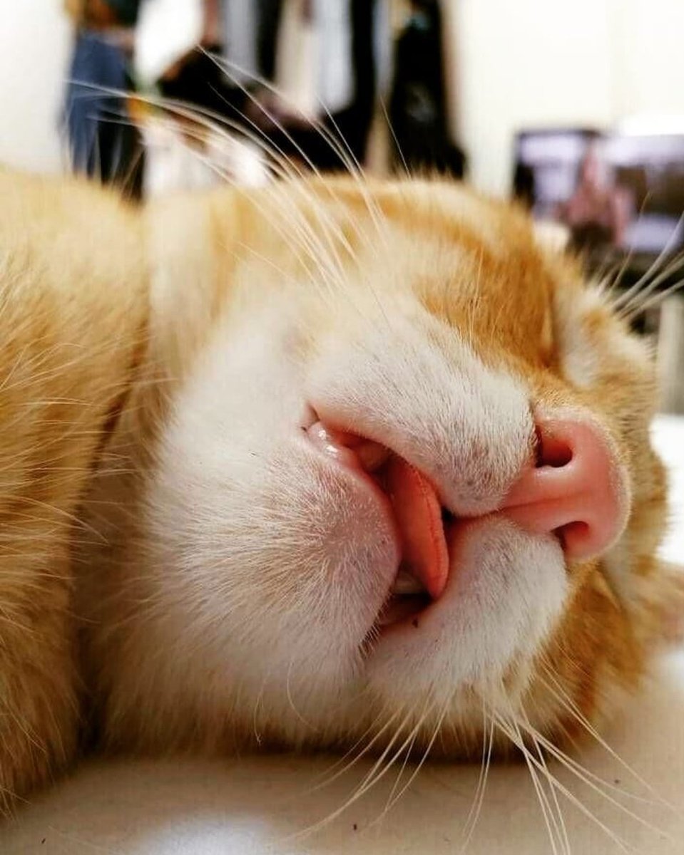 Drop your sleeping cat picture.

📷 : kokooard