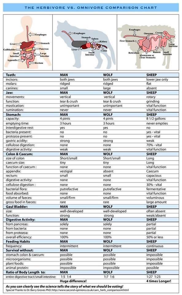 citizenabroad1's tweet photo. Great graph showing our human internal likeness is much closer to carnivores than herbivores. I know this isn’t so new but I love the vegan reactions. It seems they can try to explain everything that fits their cult. #vegan #veganlies #carnivorediet #Carnivore @SBakerMD https://t.co/jYJB0hEpBB