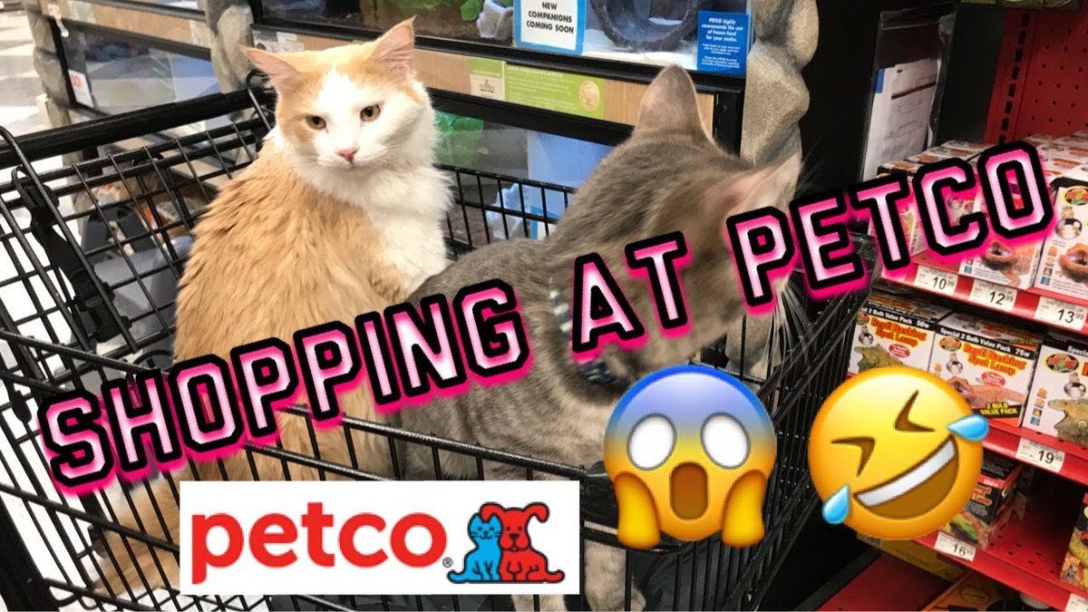 MeowMoeDotCom's tweet photo. Cute #Cats in Petco | #Kitties love to ...
#Cats #Cat #Kittens #Kitten #Kitty #Pets #Pet #Meow #Moe #CuteCats #CuteCat #CuteKittens #CuteKitten #MeowMoe
#AmazingCats #BestCatFight #BestCatVideo #CatLoveToShop #CatLovesCarRide
https://t.co/IgDuF3gtEV
. https://t.co/1IhAyvABV7