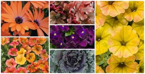 hqlawns's tweet photo. Pansies and decorative kale are just a few examples of the vibrant plants that last through the Texas fall and winter. @hqlawns #dallaslandscape https://t.co/8pZX2QEjnu