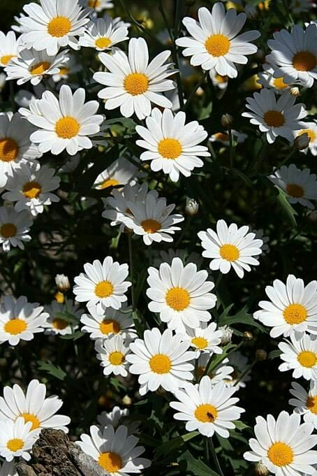 _articify's tweet photo. I will forever love daisies 🌼 https://t.co/QguuI3Ea8h