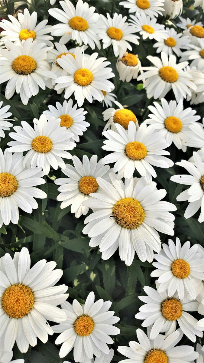 _articify's tweet photo. I will forever love daisies 🌼 https://t.co/QguuI3Ea8h