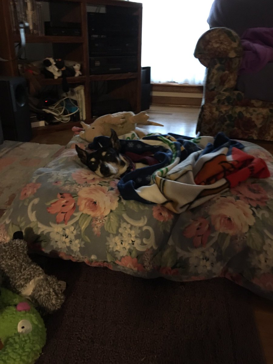 Hi, my furrriends:0) I’m not feeling all that great lately - I fell out of mum’s bed a while ago, and almost broke my neck. My dogtors say there are no fractures, and they are taking stellR care of me. I’ve been going for laser treatments, which seem to be helping:0) Woof, y’all!
