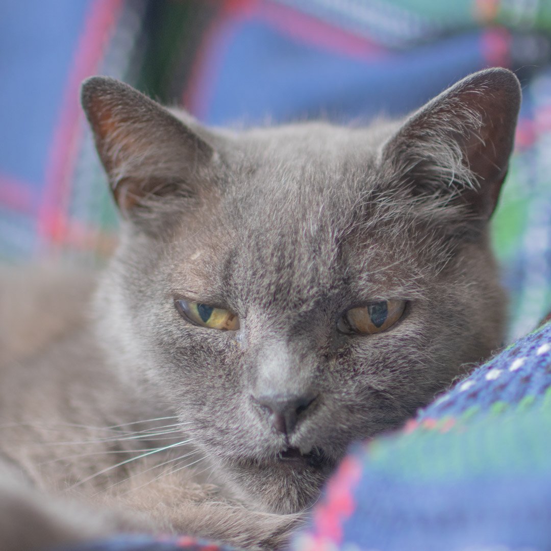 PortiaDaCosta's tweet photo. Three moods of Monsieur le Prince. #frenchcat #greycat #mongarcon https://t.co/09yuD81LO5