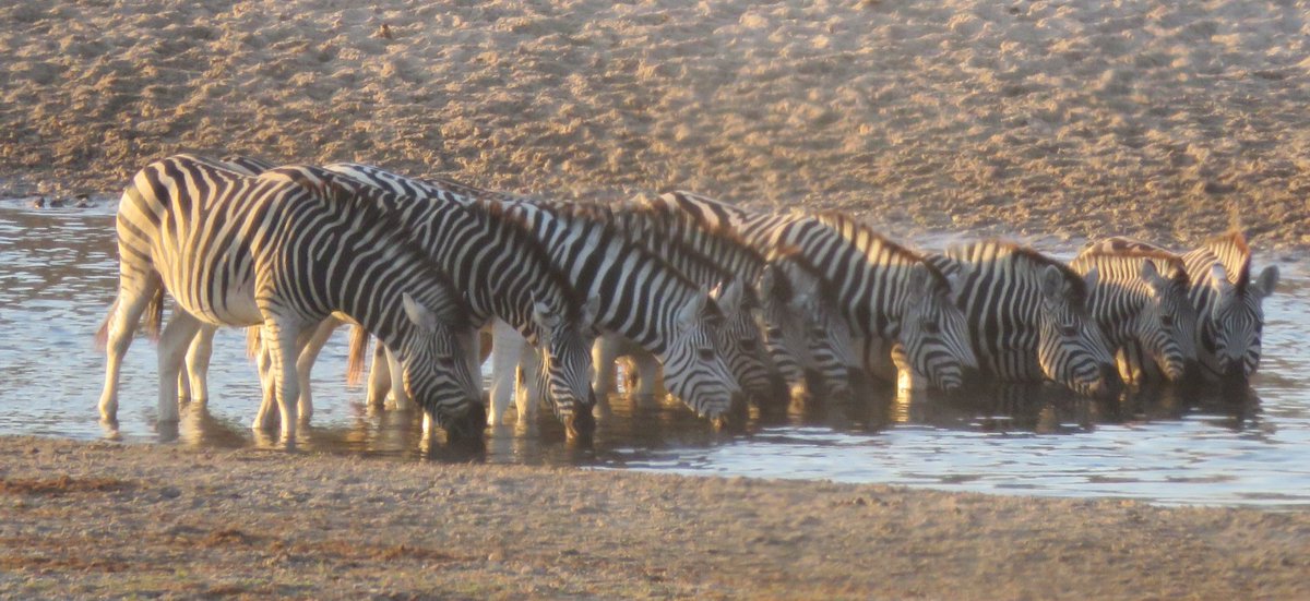 #Beautiful #Botswana #Makgadigadi #BotetiRiver #Zebras #wildlife #NaturePhotography #safari #OurBeautifulWorld