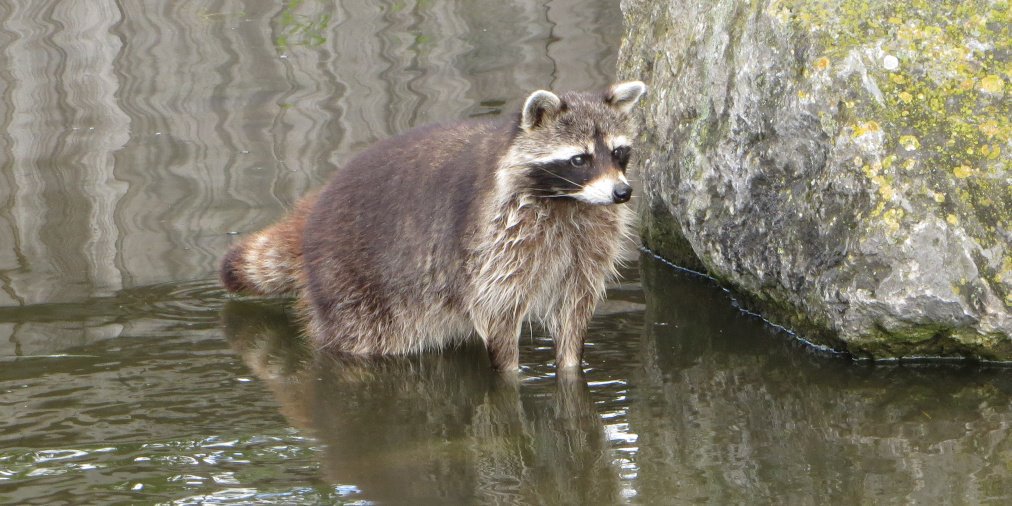 M_Stachnicki's tweet photo. The racoons at Blijdorp zoo in Rotterdam were keenly waiting for lunch which arrived just after this was taken. #racoon #Blijdorpzoo #Zoo #Rotterda #hungry 🦝 https://t.co/kM96BeaBYR