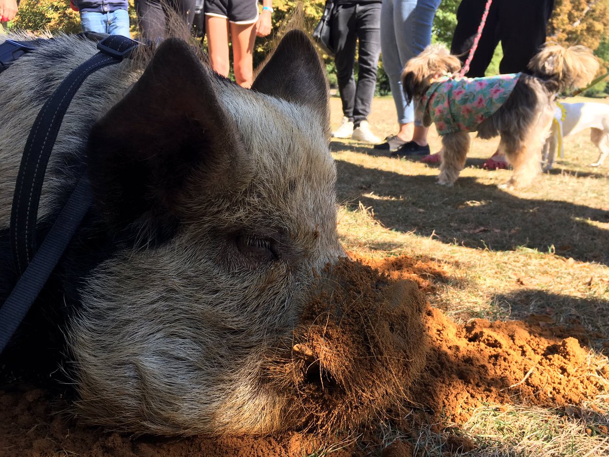 APT659's tweet photo. #pigs #pigsinthepark #justtoohot #dogshow #west #London #ravenscourtpark https://t.co/fRh2LJMW7S