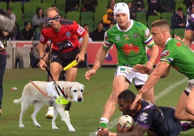 nrlfact's tweet image. 