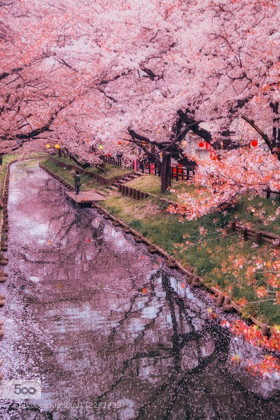 AestheticsJapan's tweet photo. Spring in Japan https://t.co/Gam9ohbDEj