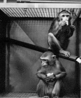 Carl Sagan, Ann Druyan hayvanların ahlak anlayışları konusunda bir deney sunarlar
Maymunların yiyecek aldığı durumda bir başka kafesteki maymuna elektroşok verilmekte ve görüntüsü yiyeceği alan maymuna yansıtılmaktadır
Maymunlar acılı görüntüden sonra yemek yemeği %87 azaltmışlar